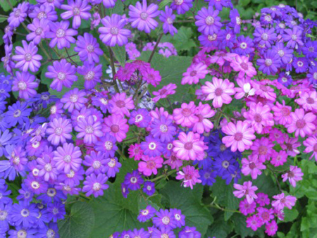 Cineraria Stellata